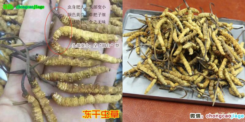 凍干蟲草圖片
