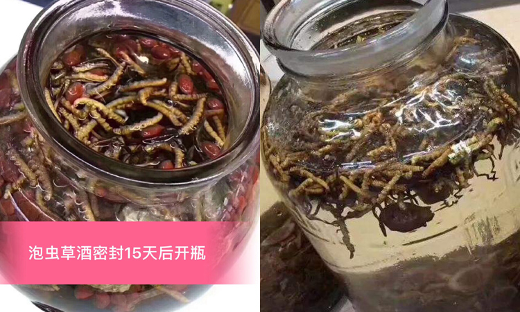 冬蟲夏草泡酒圖片