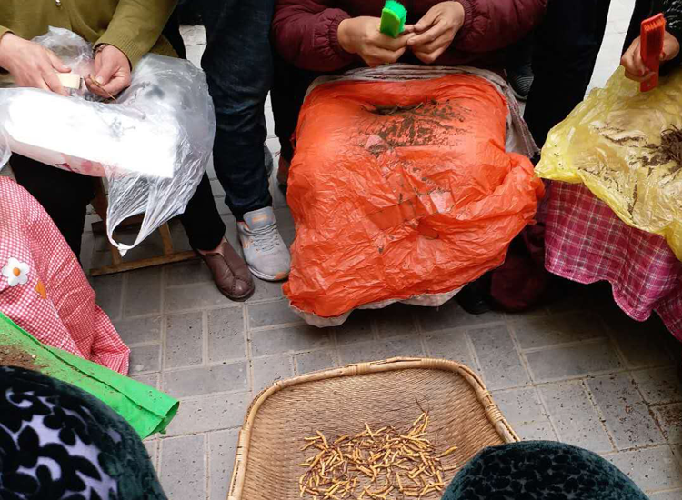蟲草市場上冬蟲夏草刷土的圖片 蟲草市場上冬蟲夏草刷土的圖片
