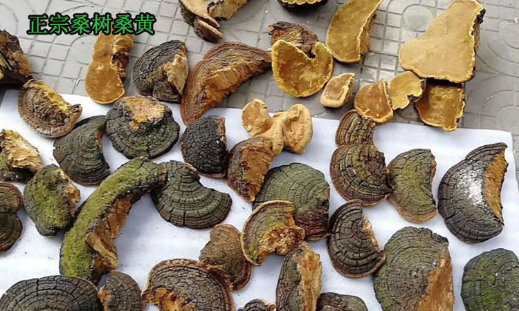 桑樹桑黃圖片