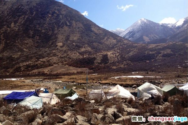 蟲草山腳下的冬蟲夏草采挖大軍宿營地圖片