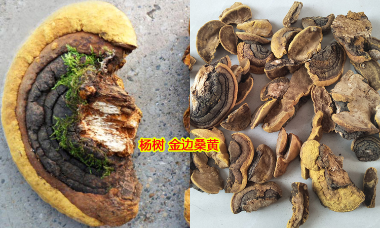 楊樹金邊桑黃圖片