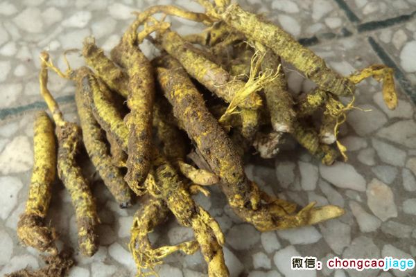 安徽蟲草圖片