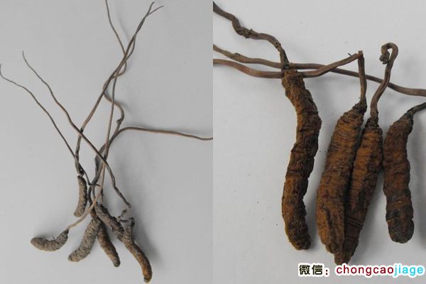雷波蟲草圖片