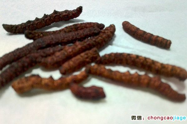 新疆蟲草圖片