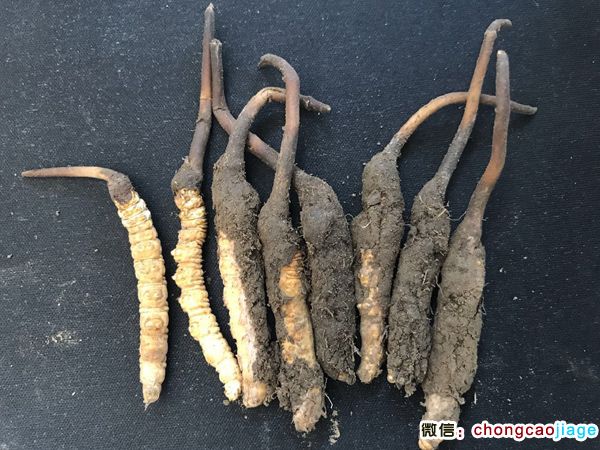 新鮮冬蟲夏草1根1克實(shí)物圖