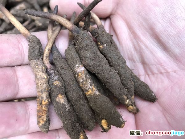 新鮮冬蟲夏草1條1克實(shí)物圖片