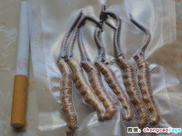 新鮮冬蟲夏草1條1克和香煙對(duì)比圖片