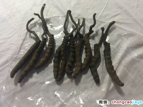 黑蟲草圖片