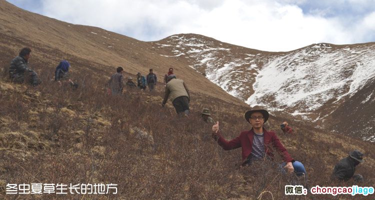 冬蟲夏草采摘地點(diǎn)圖片