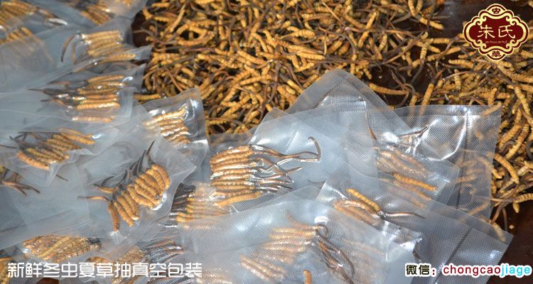 新鮮冬蟲夏草成品圖片