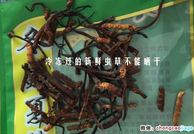 冷凍后的新鮮蟲草曬干萎縮發黑圖片