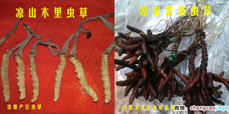 涼山木里蟲草和涼山雷波蟲草對比圖片