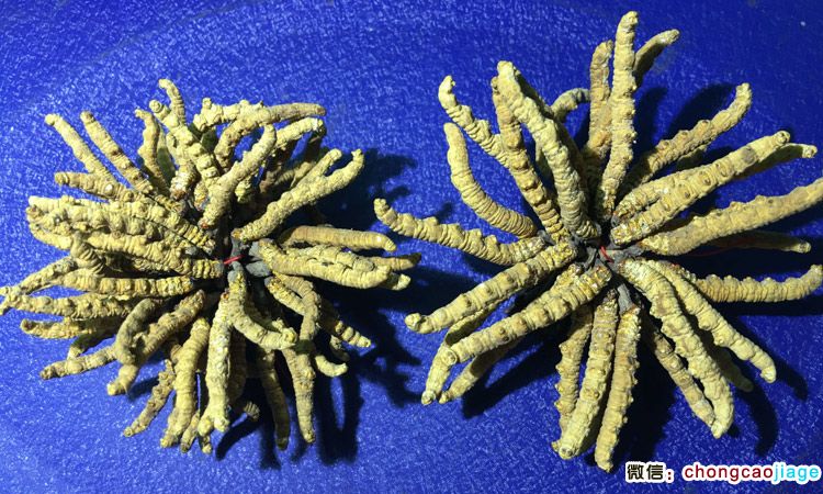 冬蟲夏草3條1克與6根1克大小對(duì)比圖片