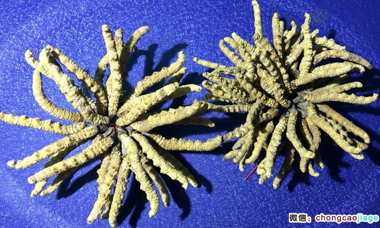冬蟲夏草3根1克與6條1克大小對(duì)比圖片