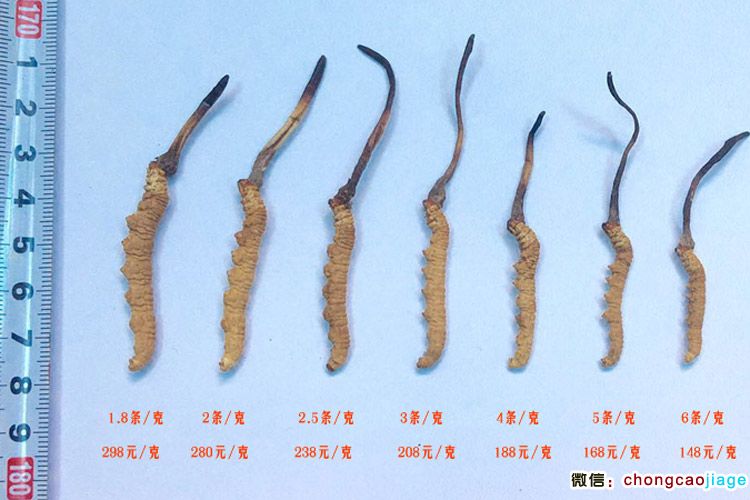 冬蟲夏草大小對比圖片