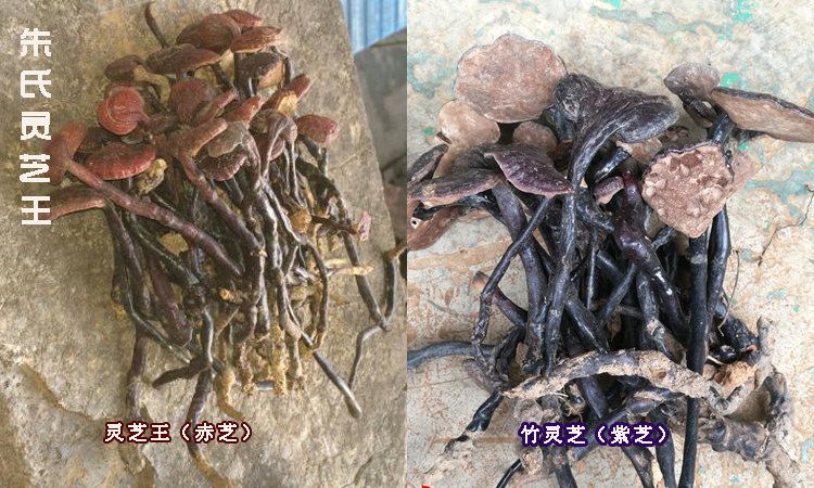 靈芝王和竹靈芝的區別圖片
