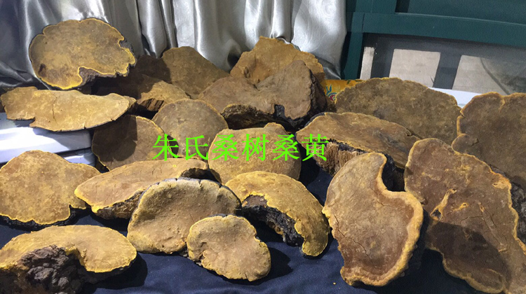 桑樹桑黃圖片