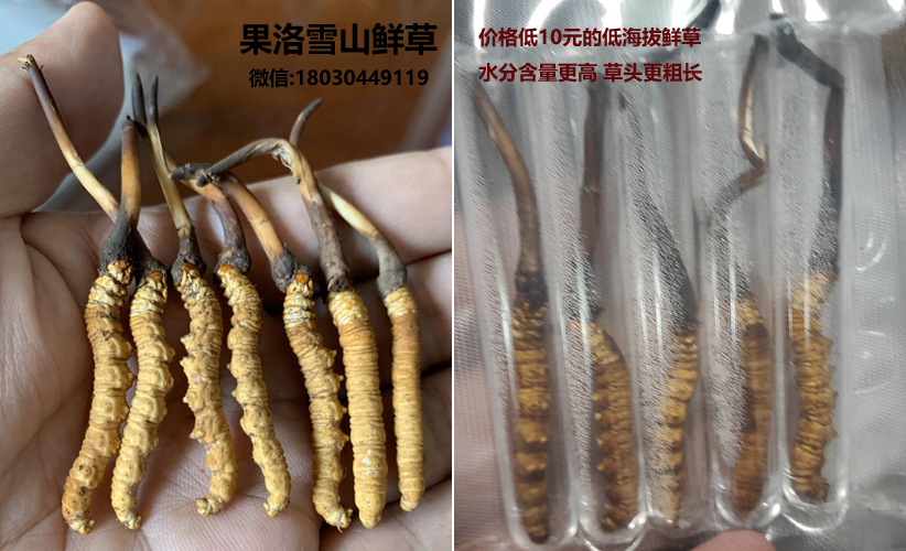 果洛新鮮蟲草和低海拔新鮮蟲草區(qū)別圖片