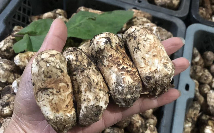 新鮮松茸圖片