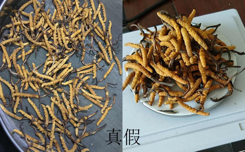 真假冬蟲(chóng)夏草圖片