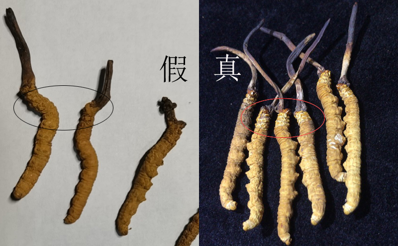 真假冬蟲(chóng)夏草對(duì)比圖片