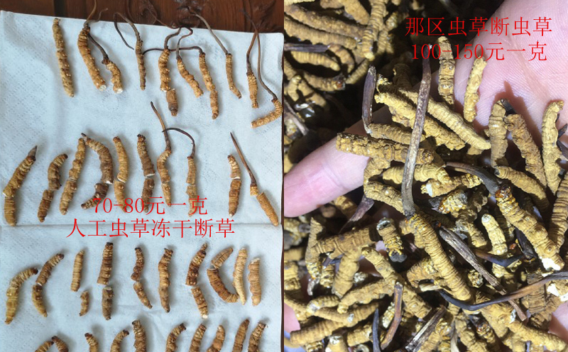 人工蟲(chóng)草和野生蟲(chóng)草對(duì)比圖片