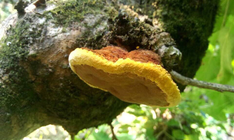 桑樹桑黃圖片