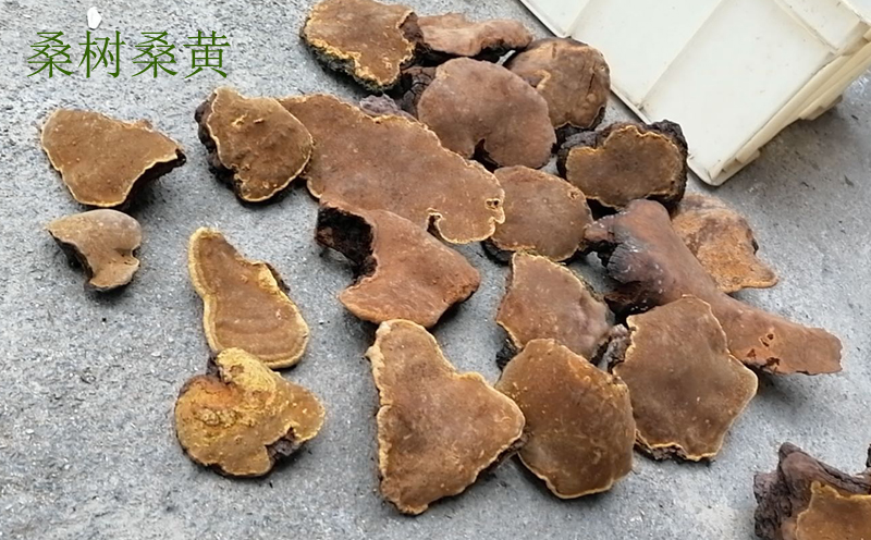 桑黃圖片