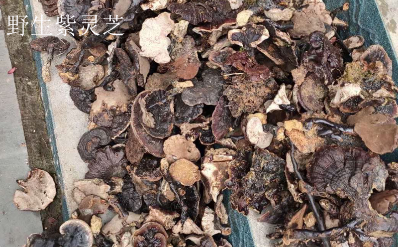靈芝圖片