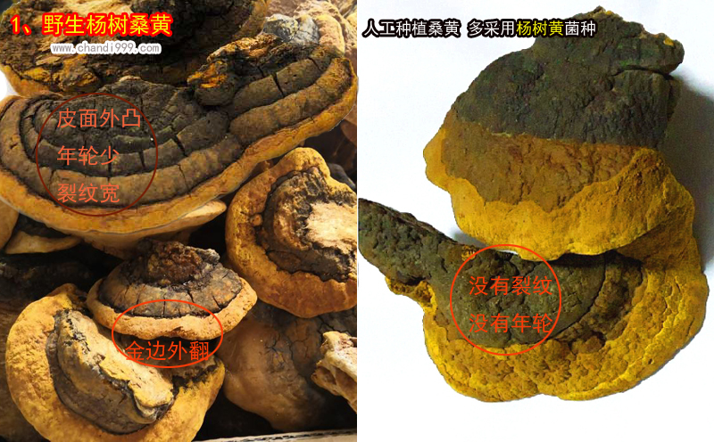 楊樹桑黃圖片