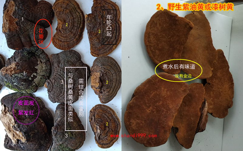 紫油桑黃圖片
