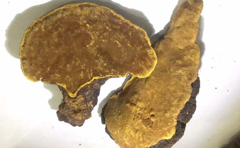 桑樹桑黃圖片
