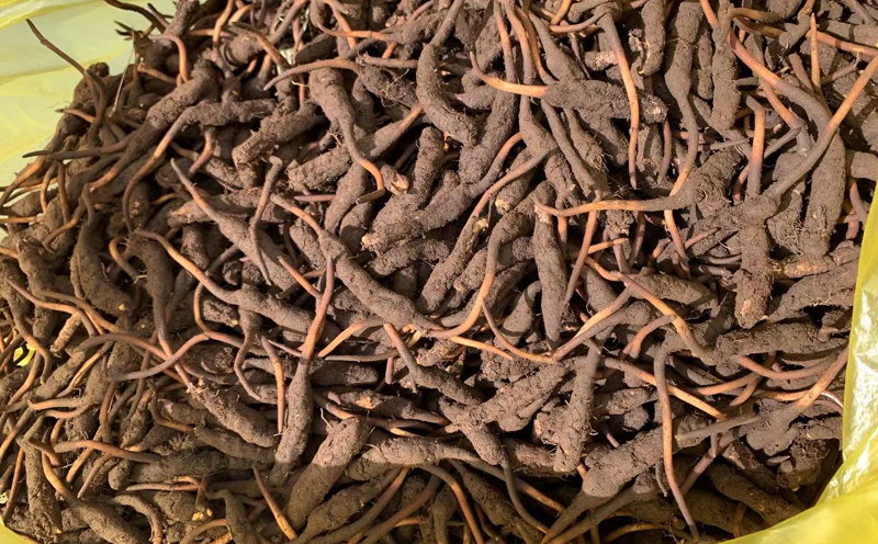 甘南冬蟲(chóng)夏草圖片