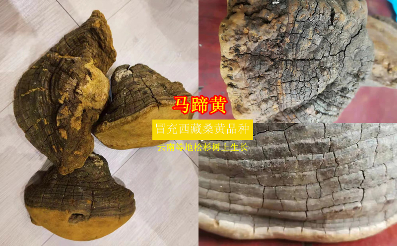 馬蹄黃圖片
