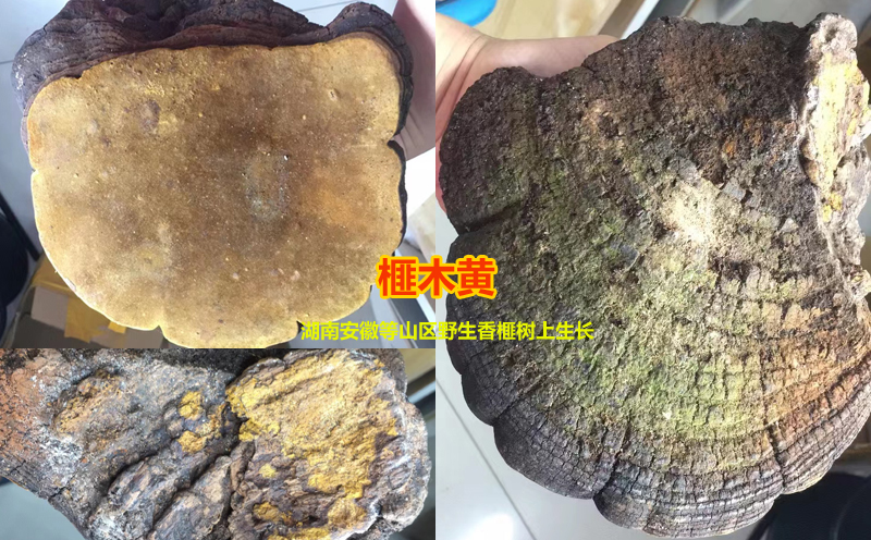 榧木黃圖片