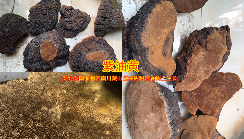 紫油黃圖片