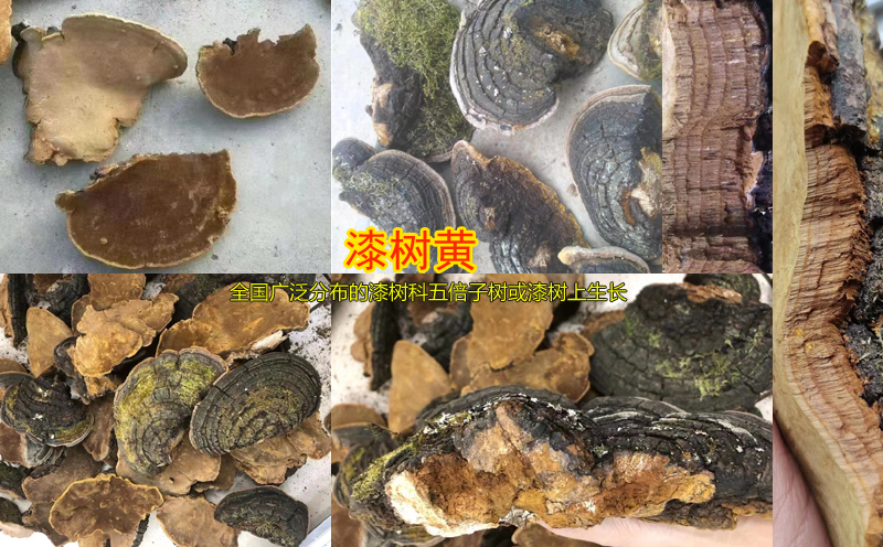 漆樹黃圖片
