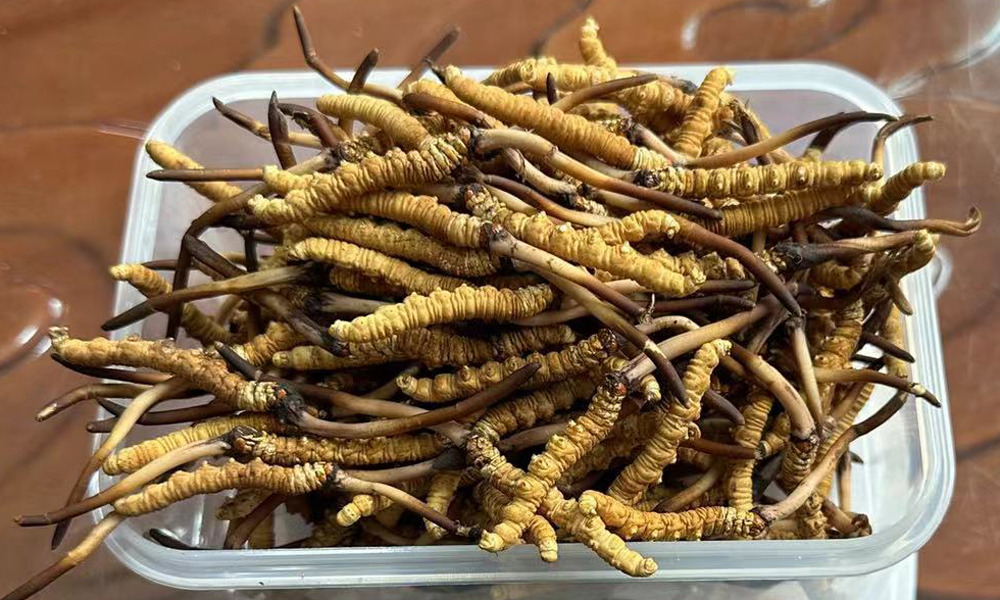 果洛新鮮蟲草圖片 果洛新鮮蟲草圖片