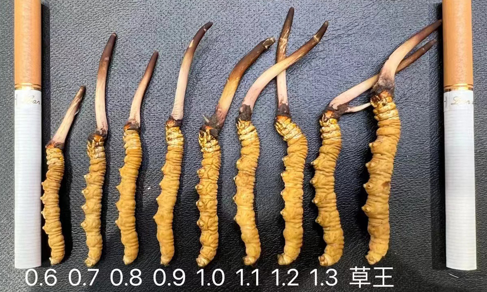 新鮮冬蟲夏草大小對比圖片