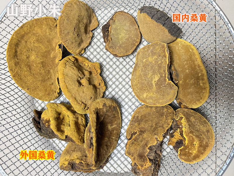 外國桑黃和國內(nèi)桑黃對比