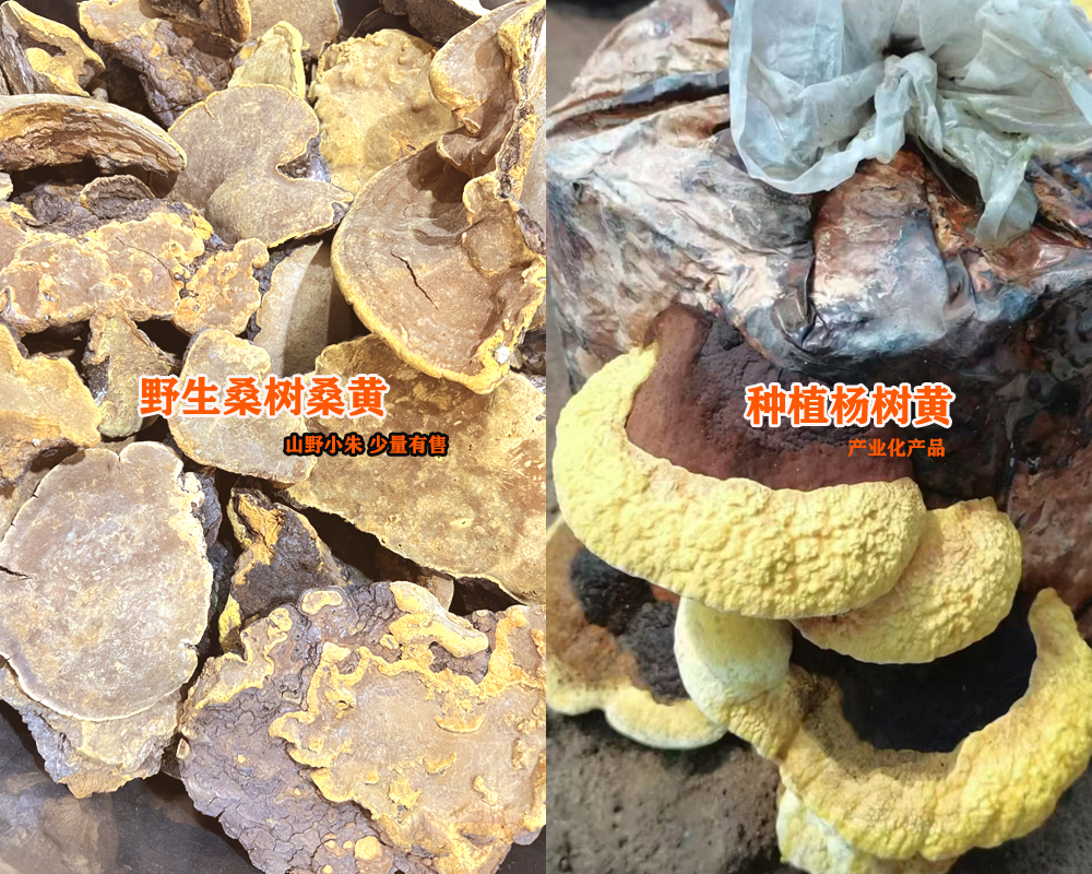 野生桑樹桑黃和種植楊樹黃圖片