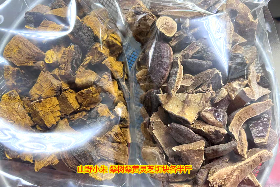 山野小朱桑黃靈芝圖片
