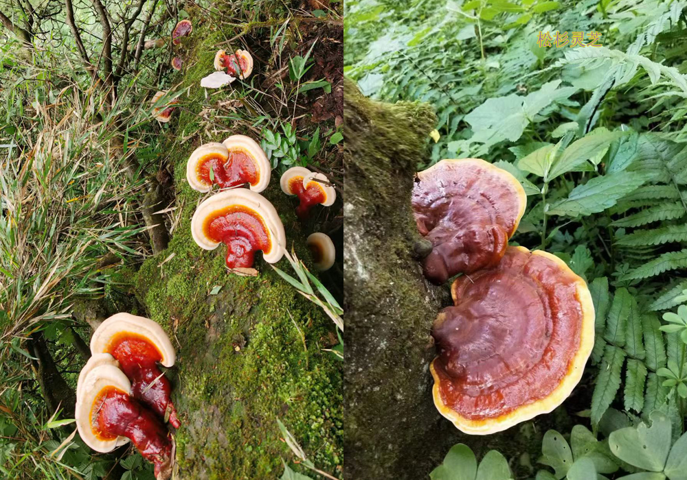 野生松杉靈芝圖片 野生松杉靈芝圖片