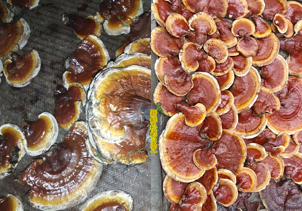 新鮮松杉靈芝圖片 新鮮松杉靈芝圖片