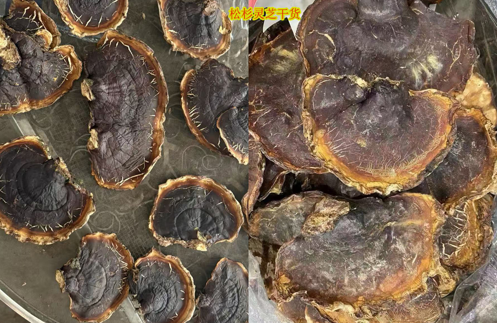 松杉靈芝圖片 松杉靈芝圖片